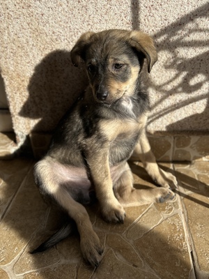 Polly, ein kleines Herz voller Lebensfreude wartet auf dich, Mischling Welpen - Hündin