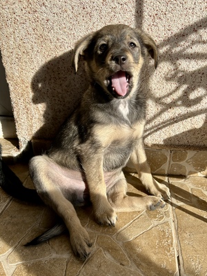 Polly, ein kleines Herz voller Lebensfreude wartet auf dich, Mischling Welpen - Hündin