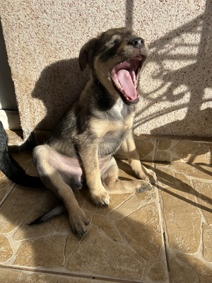 Polly, ein kleines Herz voller Lebensfreude wartet auf dich, Mischling Welpen - Hündin