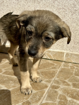 Polly, ein kleines Herz voller Lebensfreude wartet auf dich, Mischling Welpen - Hündin
