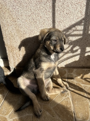 Polly, ein kleines Herz voller Lebensfreude wartet auf dich, Mischling Welpen - Hündin