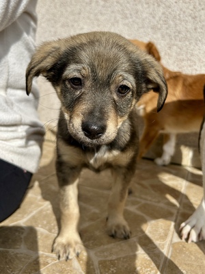 Polly, ein kleines Herz voller Lebensfreude wartet auf dich, Mischling Welpen - Hündin