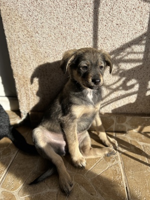 Polly, ein kleines Herz voller Lebensfreude wartet auf dich, Mischling Welpen - Hündin