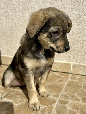 Polly, ein kleines Herz voller Lebensfreude wartet auf dich, Mischling Welpen - Hündin