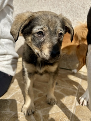 Polly, ein kleines Herz voller Lebensfreude wartet auf dich, Mischling Welpen - Hündin