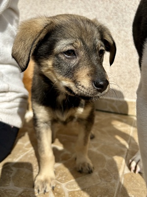 Polly, ein kleines Herz voller Lebensfreude wartet auf dich, Mischling Welpen - Hündin