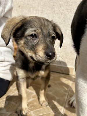 Polly, ein kleines Herz voller Lebensfreude wartet auf dich, Mischling Welpen - Hündin