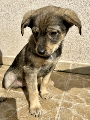 Polly, ein kleines Herz voller Lebensfreude wartet auf dich, Mischling Welpen - Hündin