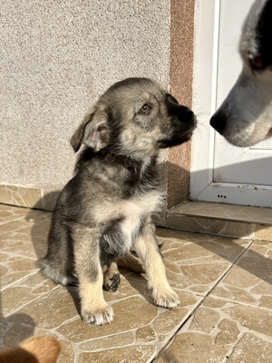 Polly, ein kleines Herz voller Lebensfreude wartet auf dich, Mischling Welpen - Hündin