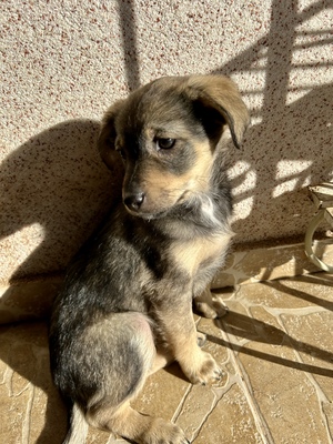 Polly, ein kleines Herz voller Lebensfreude wartet auf dich, Mischling Welpen - Hündin