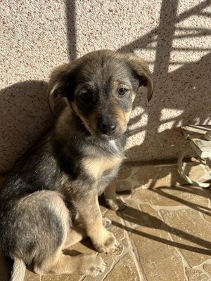 Polly, ein kleines Herz voller Lebensfreude wartet auf dich, Mischling Welpen - Hündin