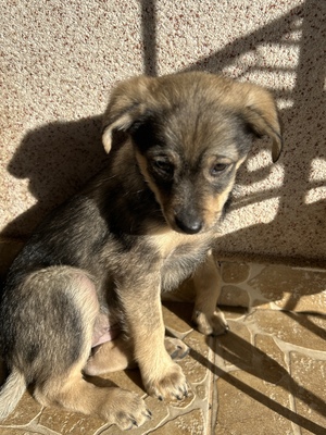Polly, ein kleines Herz voller Lebensfreude wartet auf dich, Mischling Welpen - Hündin
