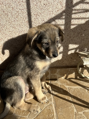 Polly, ein kleines Herz voller Lebensfreude wartet auf dich, Mischling Welpen - Hündin