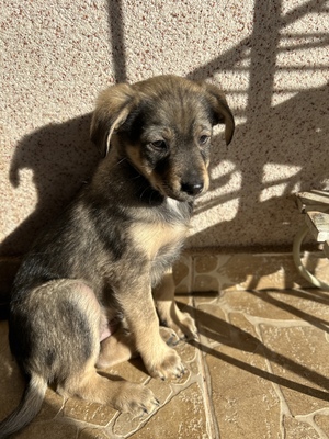 Polly, ein kleines Herz voller Lebensfreude wartet auf dich, Mischling Welpen - Hündin