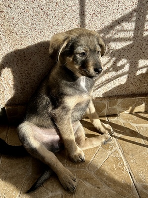 Polly, ein kleines Herz voller Lebensfreude wartet auf dich, Mischling Welpen - Hündin
