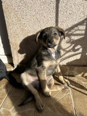 Polly, ein kleines Herz voller Lebensfreude wartet auf dich, Mischling Welpen - Hündin