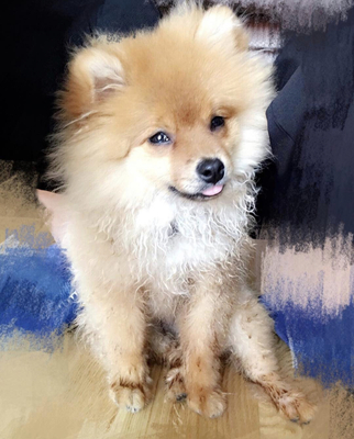 Pomelo, Zwergspitz - Rüde