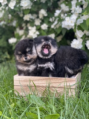 Pomeranian Welpen - Hündin