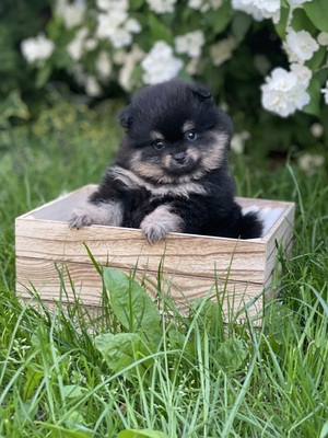 Pomeranian Welpen - Hündin