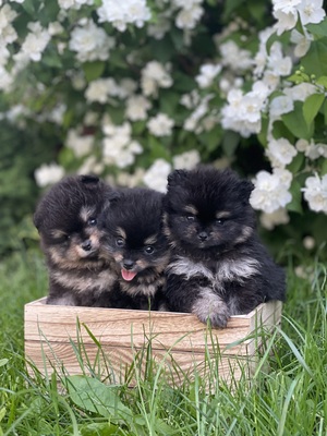 Pomeranian Welpen - Hündin