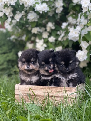 Pomeranian Welpen - Hündin