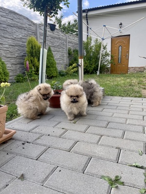 Pomeranian Welpen - Hündin