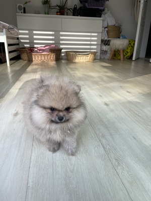 Pomeranian Welpen - Hündin