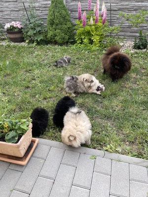 Pomeranian Welpen - Hündin