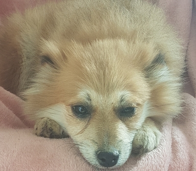 Pomeranien Mix Mädels klein, Pomeranien Mix Welpen - Hündin