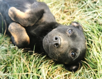 Pompom aufgeweckte Hündin sucht Lebensplatz, Dackel-Mischling Welpen - Hündin