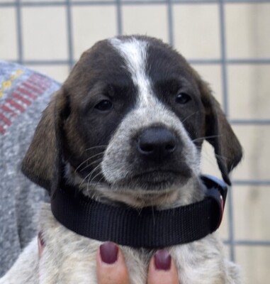 Ponche - Ubeda, Herdenschutzhund-Mischling - unkastriert Welpen - Rüde
