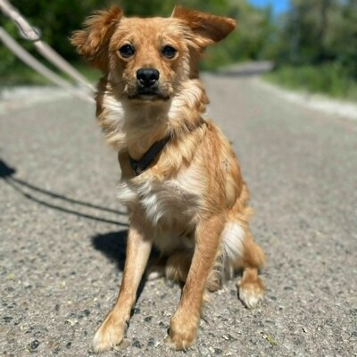 😍Pong Cavalier-Spitz-Mischling auch er ist sehr nett, liebevoll und aufgeschlossen💥