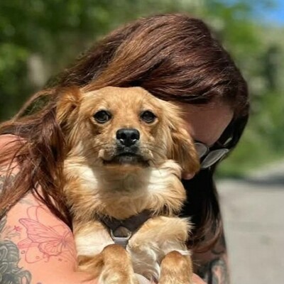 😍Pong Cavalier-Spitz-Mischling auch er ist sehr nett, liebevoll und aufgeschlossen💥, Cavalier-Spitz- Mischling - Rüde