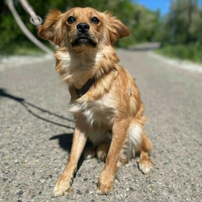 😍Pong Cavalier-Spitz-Mischling auch er ist sehr nett, liebevoll und aufgeschlossen💥, Cavalier-Spitz- Mischling - Rüde