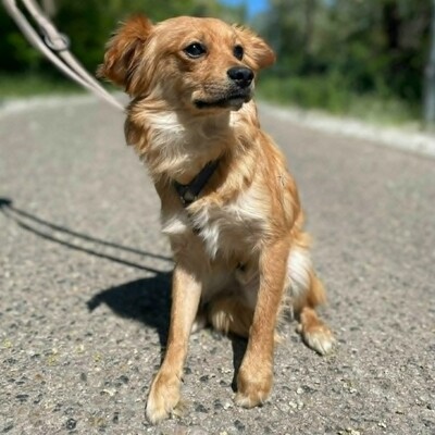 😍Pong Cavalier-Spitz-Mischling auch er ist sehr nett, liebevoll und aufgeschlossen💥, Cavalier-Spitz- Mischling - Rüde