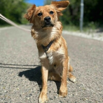 😍Pong Cavalier-Spitz-Mischling auch er ist sehr nett, liebevoll und aufgeschlossen💥, Cavalier-Spitz- Mischling - Rüde
