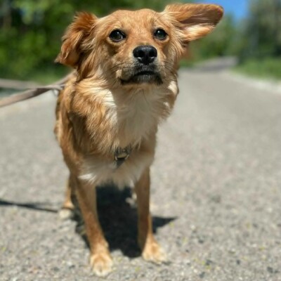 😍Pong Cavalier-Spitz-Mischling auch er ist sehr nett, liebevoll und aufgeschlossen💥, Cavalier-Spitz- Mischling - Rüde