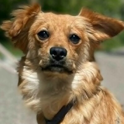 😍Pong Cavalier-Spitz-Mischling auch er ist sehr nett, liebevoll und aufgeschlossen💥, Cavalier-Spitz- Mischling - Rüde