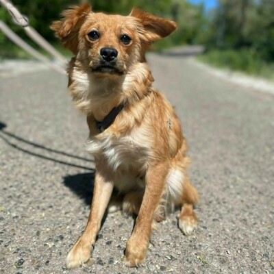 😍Pong Cavalier-Spitz-Mischling auch er ist sehr nett, liebevoll und aufgeschlossen💥, Cavalier-Spitz- Mischling - Rüde