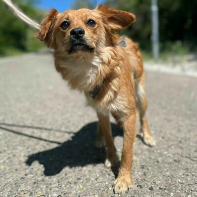 😍Pong Cavalier-Spitz-Mischling auch er ist sehr nett, liebevoll und aufgeschlossen💥, Cavalier-Spitz- Mischling - Rüde