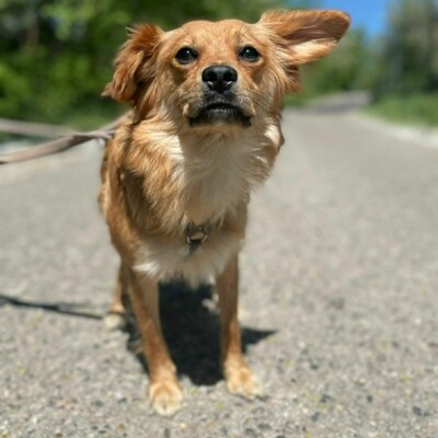 😍Pong Cavalier-Spitz-Mischling auch er ist sehr nett, liebevoll und aufgeschlossen💥, Cavalier-Spitz- Mischling - Rüde