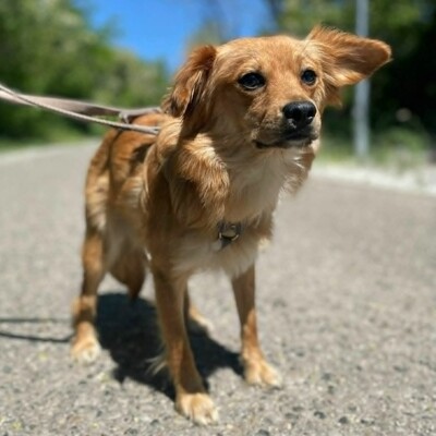 😍Pong Cavalier-Spitz-Mischling auch er ist sehr nett, liebevoll und aufgeschlossen💥, Cavalier-Spitz- Mischling - Rüde