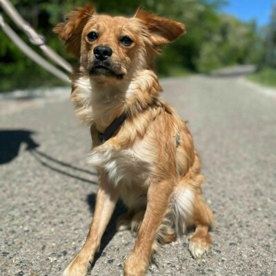 😍Pong Cavalier-Spitz-Mischling auch er ist sehr nett, liebevoll und aufgeschlossen💥, Cavalier-Spitz- Mischling - Rüde