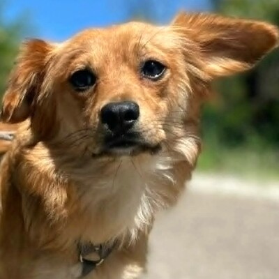 😍Pong Cavalier-Spitz-Mischling auch er ist sehr nett, liebevoll und aufgeschlossen💥, Cavalier-Spitz- Mischling - Rüde