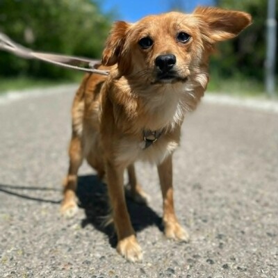 😍Pong Cavalier-Spitz-Mischling auch er ist sehr nett, liebevoll und aufgeschlossen💥, Cavalier-Spitz- Mischling - Rüde