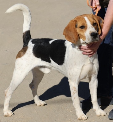 Pongo, Beagle - Rüde