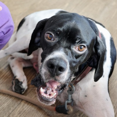 Pongo - DREIBEIN -, Pointer - Mix - Rüde