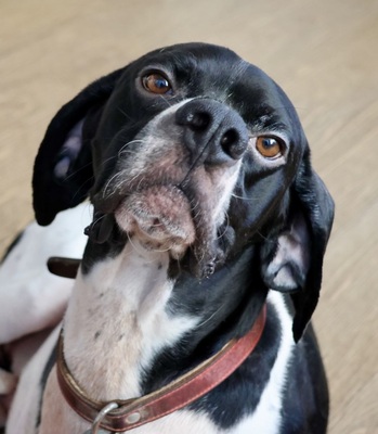 Pongo - DREIBEIN -, Pointer - Mix - Rüde