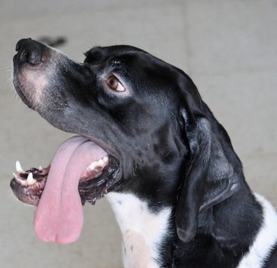 Pongo - DREIBEIN -, Pointer - Mix - Rüde