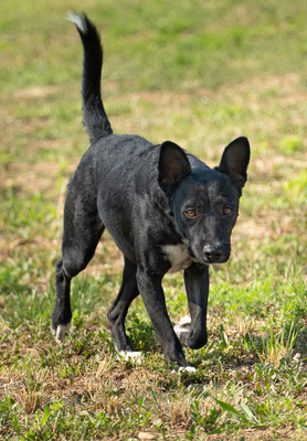 Pongo - zutraulich, menschenbezogen, liebt Spielzeug, freundlich, interessiert, Mischling (Video auf HP) - Rüde
